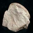 Pseudogrammoceras Ammonite - France #4499-4